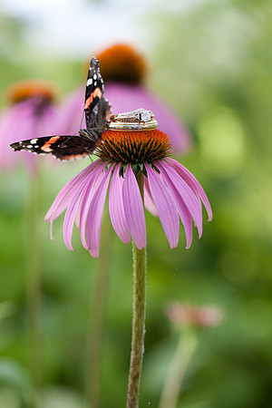 00604_jmannphoto