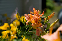 sartain_0004