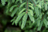collins_0155