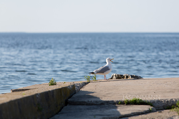 ried_0005