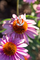 Adams_0018