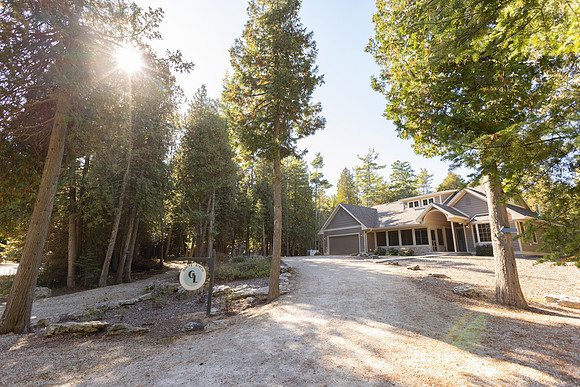 WhiteBirch_045